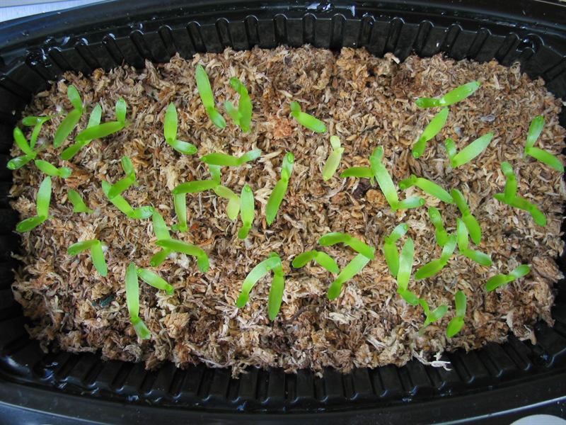 brachteata seedlings, 1