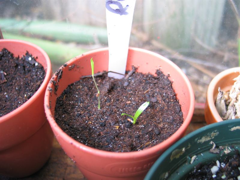 Ruben seedlings, 1