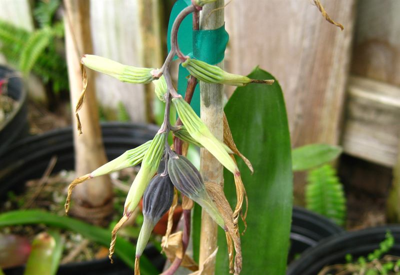 distachia seed pods