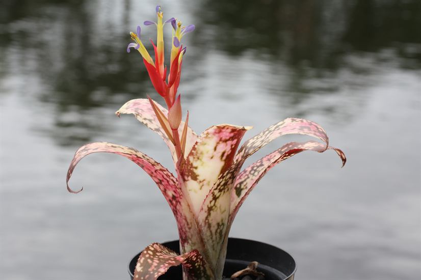 Billbergia Poquito Mas 