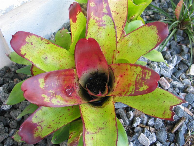 Neoregelia 'Tossed Salad'