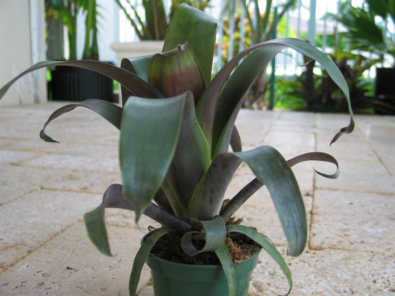 krukoffiana, 1