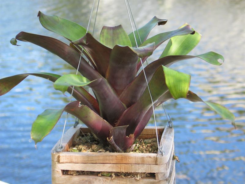 krukoffiana, 2