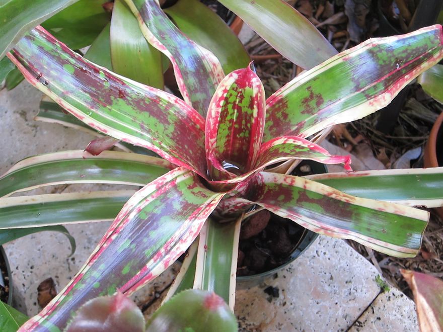 Neoregelia 'Jeannie'